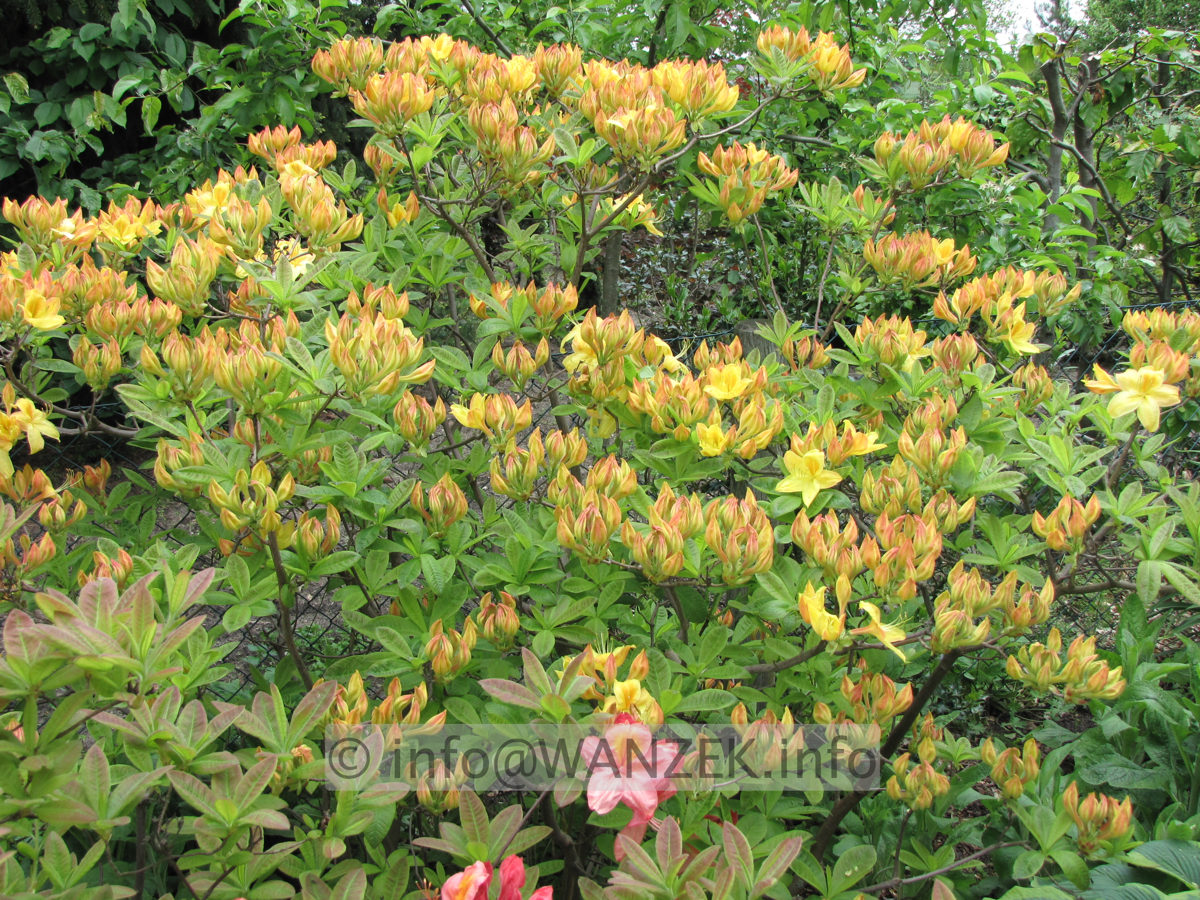 Azalea pontica 01 Solitaer.JPG